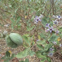 Calotropis gigantea (L.) W.T.Aiton